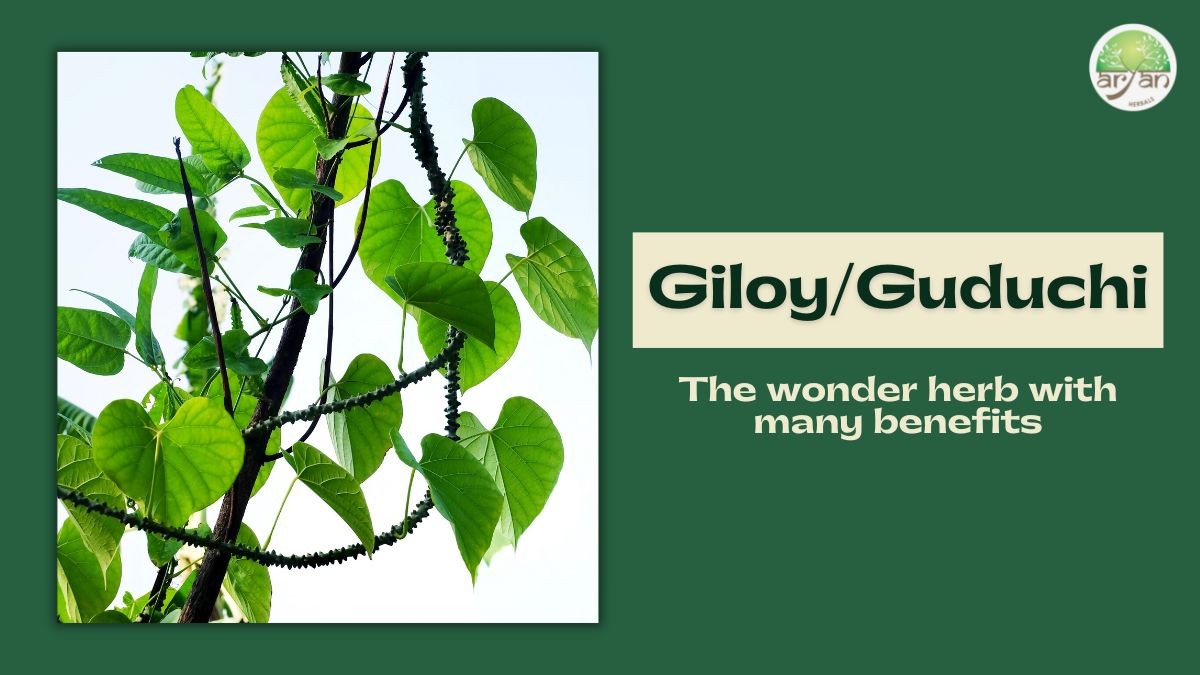 Giloy/Guduchi- The Wonder Herb with Many Benefits
