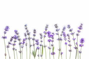 3. Lavender
