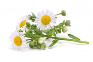 5. Chamomile