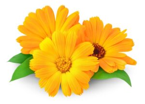 6. Calendula