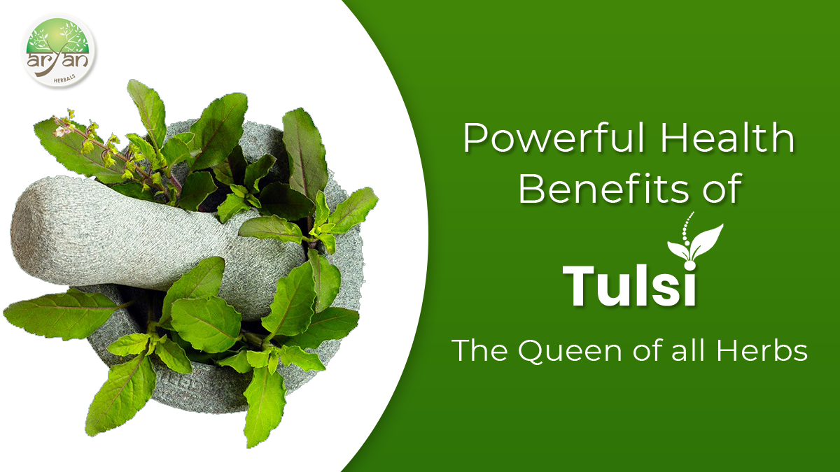 Blog banner Health benefits of Tulsi the queen of all herbs