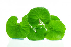 Brahmi