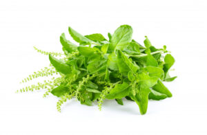 1. Tulsi Basil