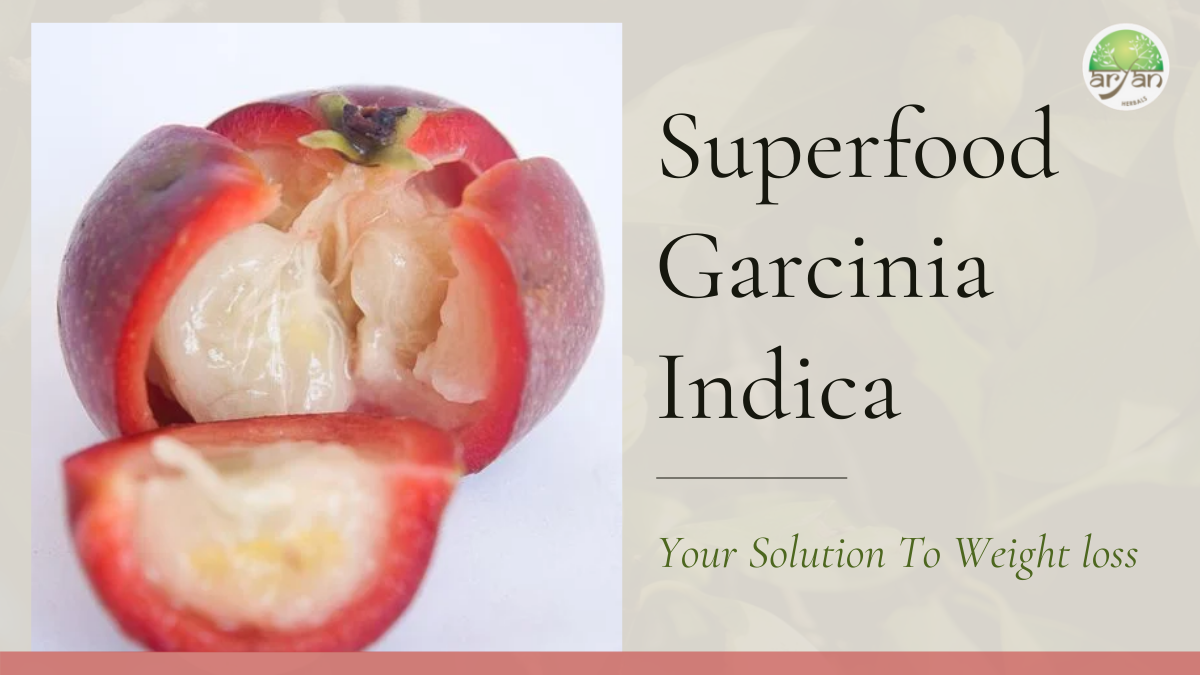 Superfood Garcinia Indica Your Solution For Weight Loss Aryan Herbals Uk